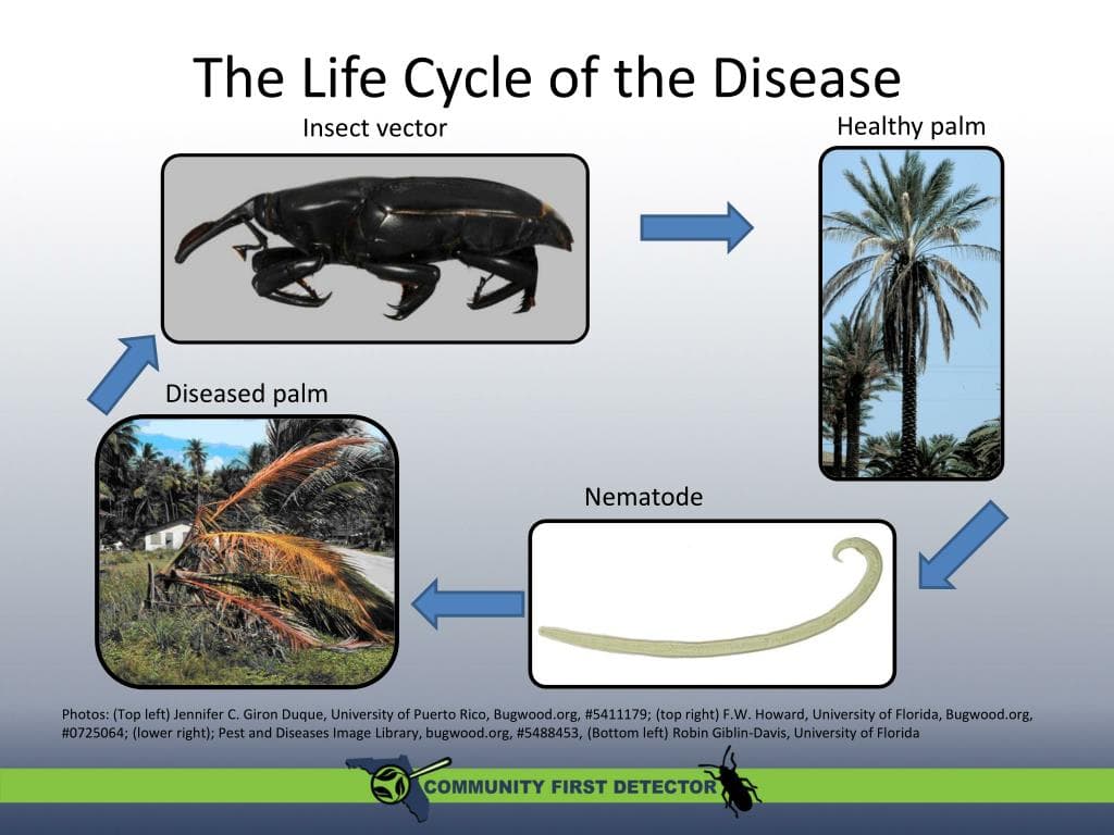 Smart Coconut Beetle Detection System – Innovative Solution